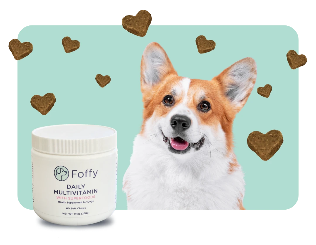 Corgi beside a jar of dog multivitamins with superfoods, surrounded by heart-shaped treats.