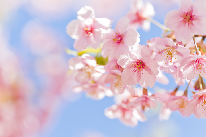Close-up of pink cherry blossoms against a clear blue sky.