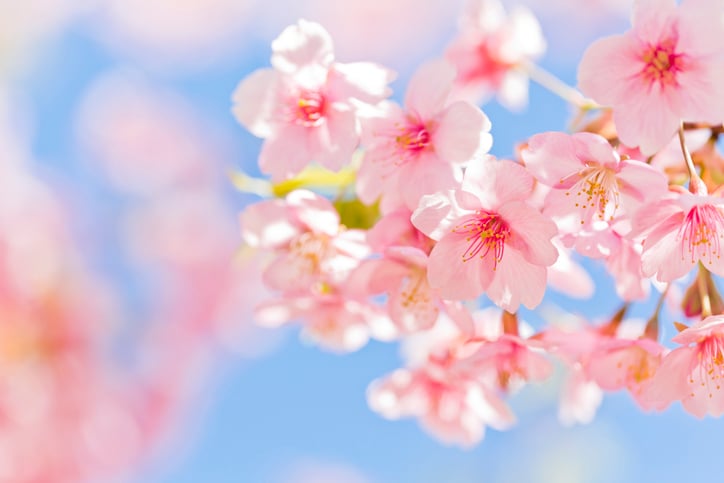 Sakura Extract