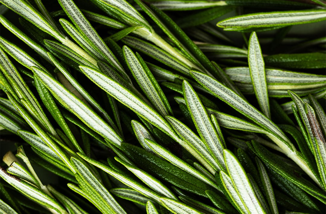 Close-up of fresh rosemary leaves overlapping each other.