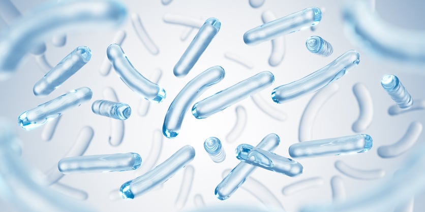 Lactobacillus Acidophilus, Gasseri, and Fermentum