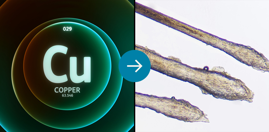 Copper symbol and hair strands with an arrow between them.