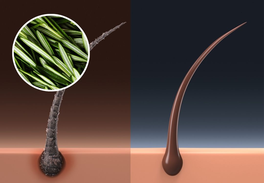 Illustration of hair before and after treatment, with rosemary leaves inset.