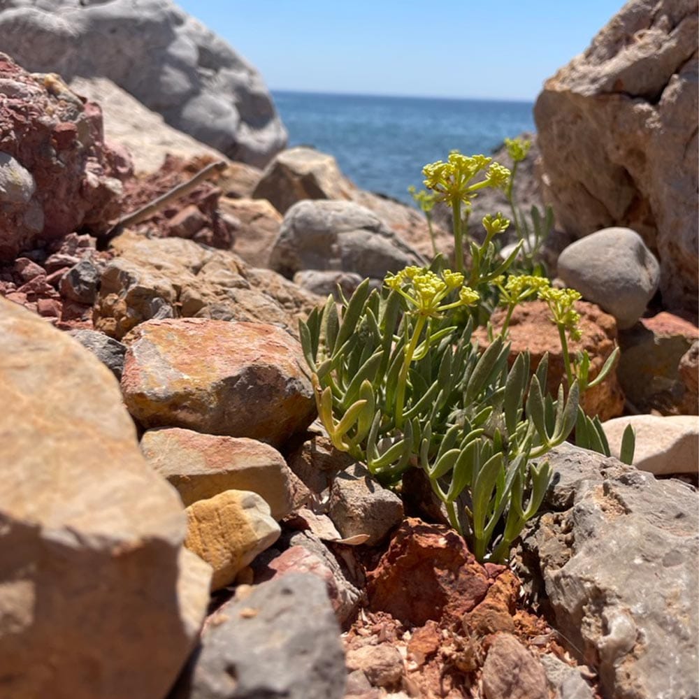 A close-up of a plant with yellow flowers growing among rocks on a shoreline, with the ocean behind it.