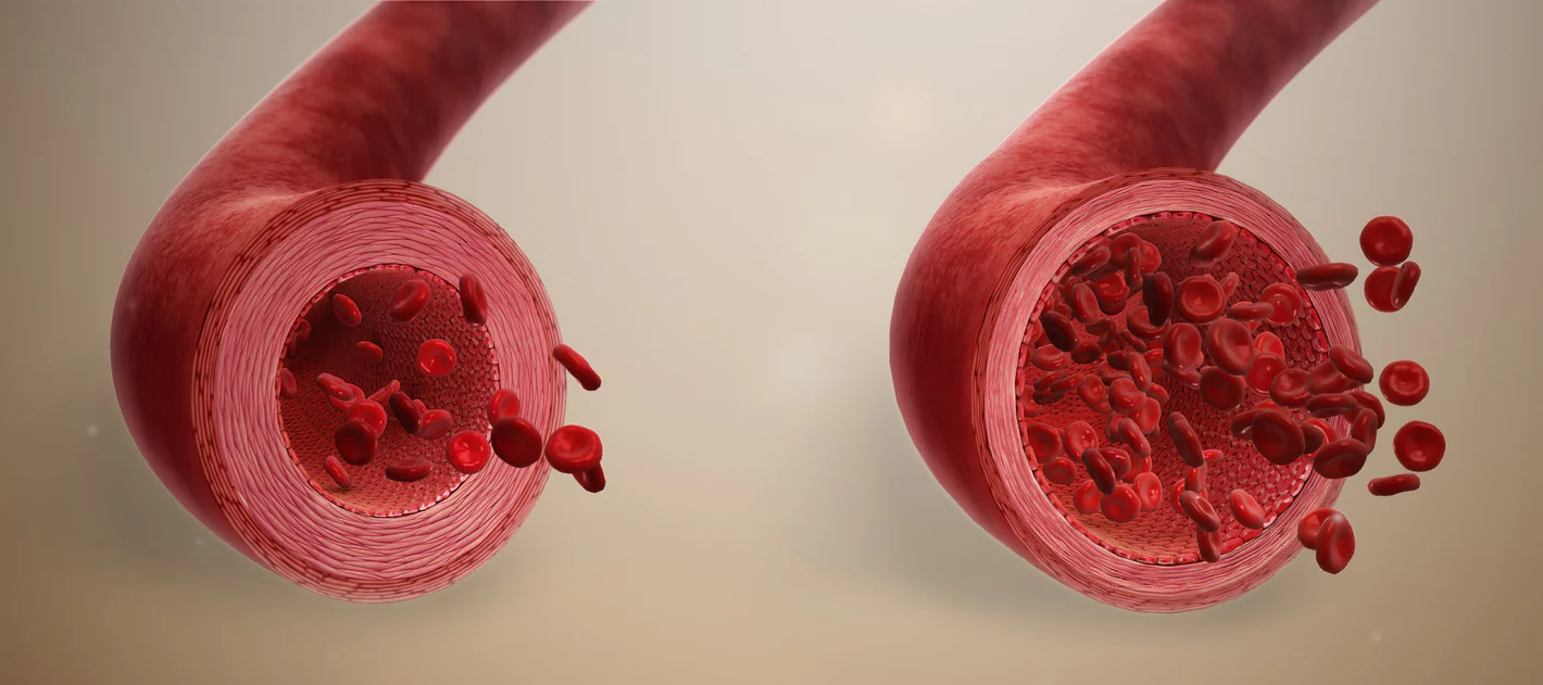 Two blood vessels with red blood cells flowing through.