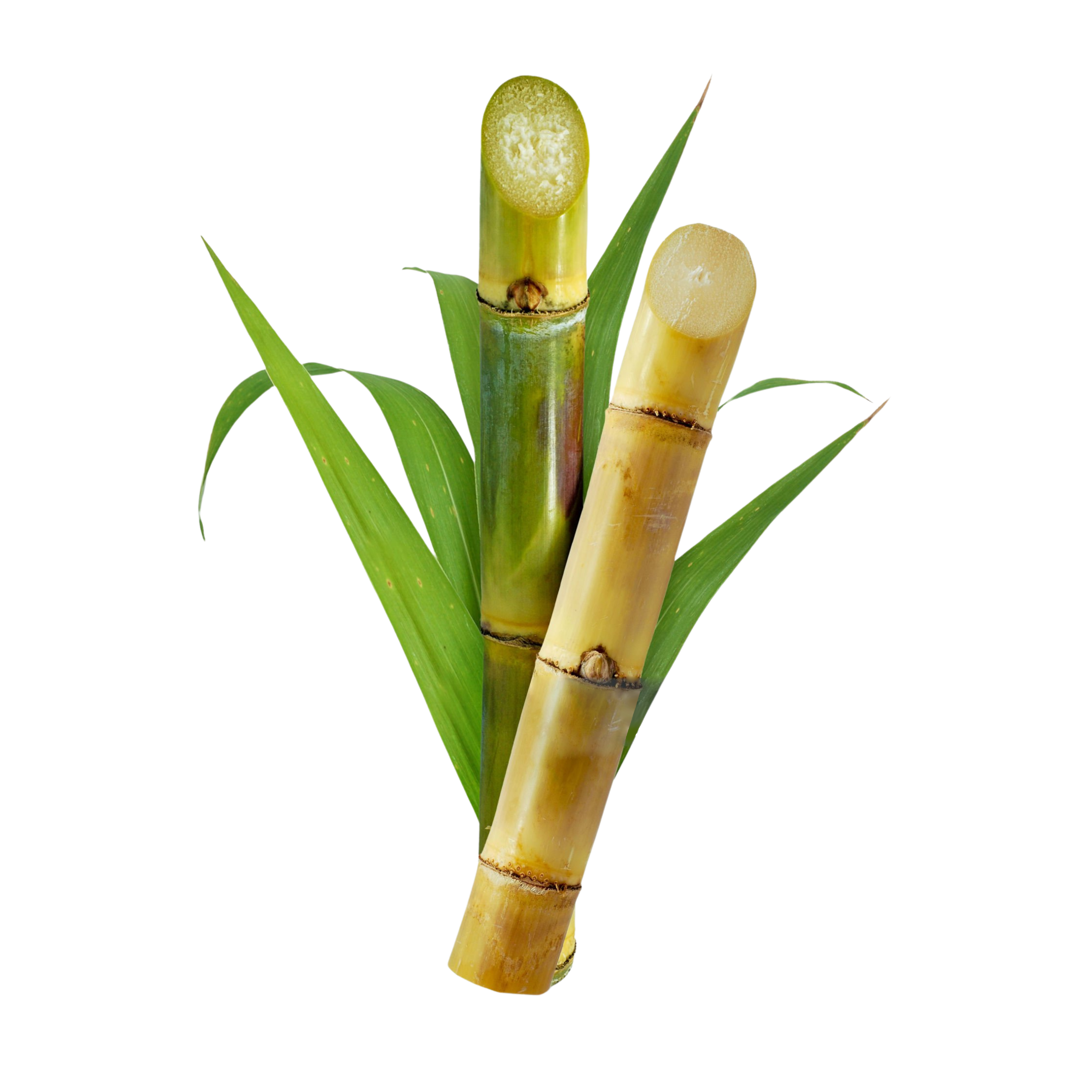 Two sugarcane stalks with green leaves on a transparent background.
