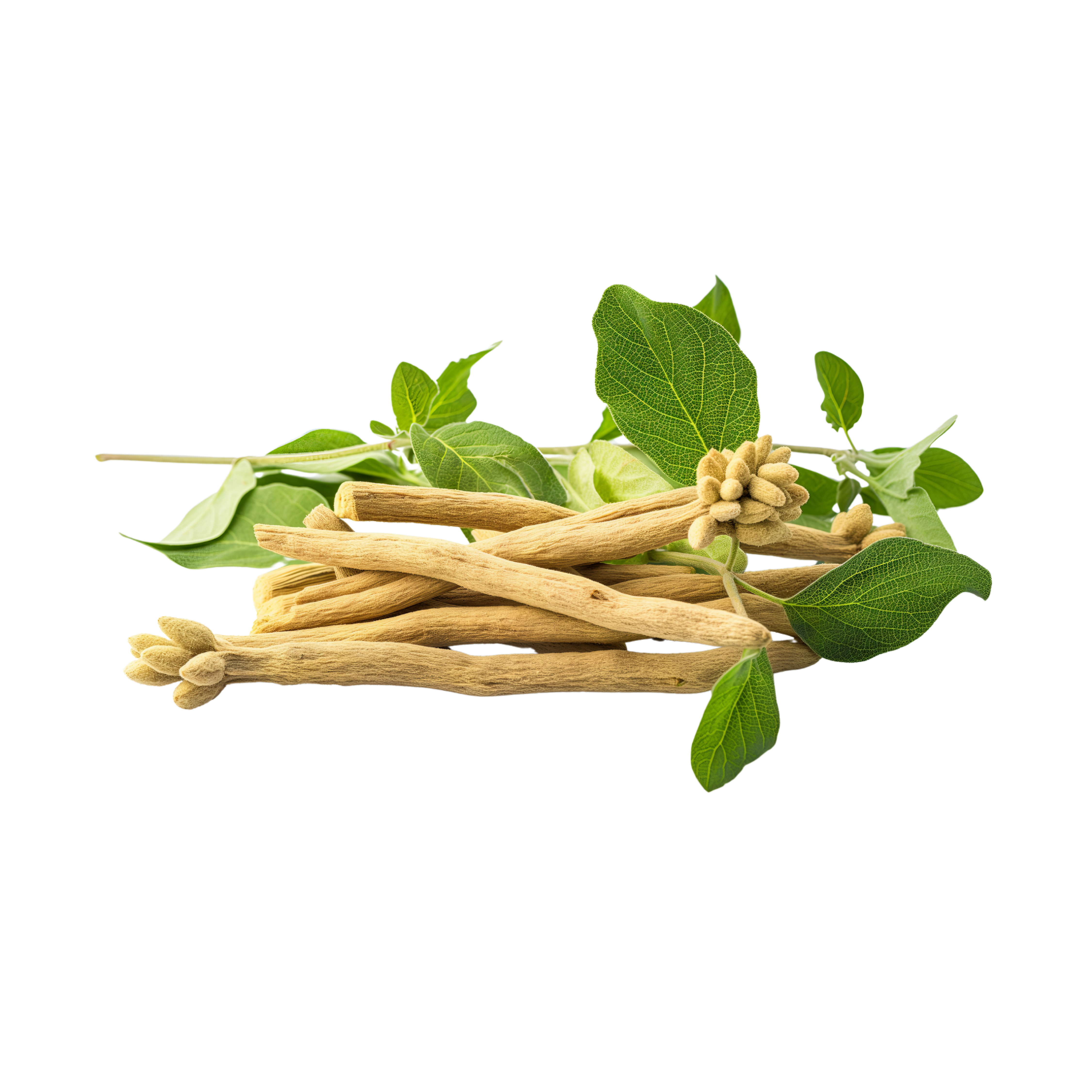 Dried roots and green leaves on a plain background.