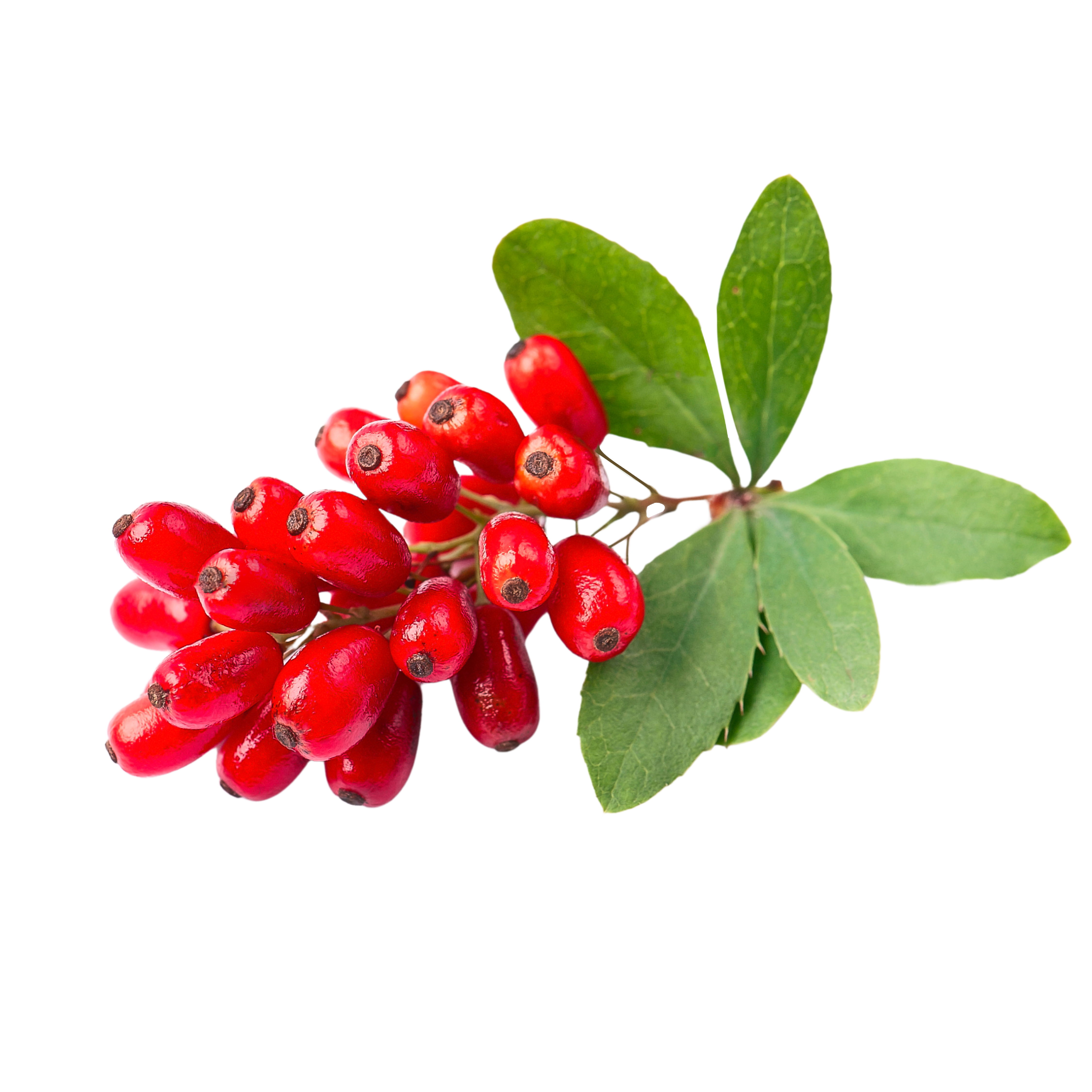 Cluster of red berries with green leaves on a white background.