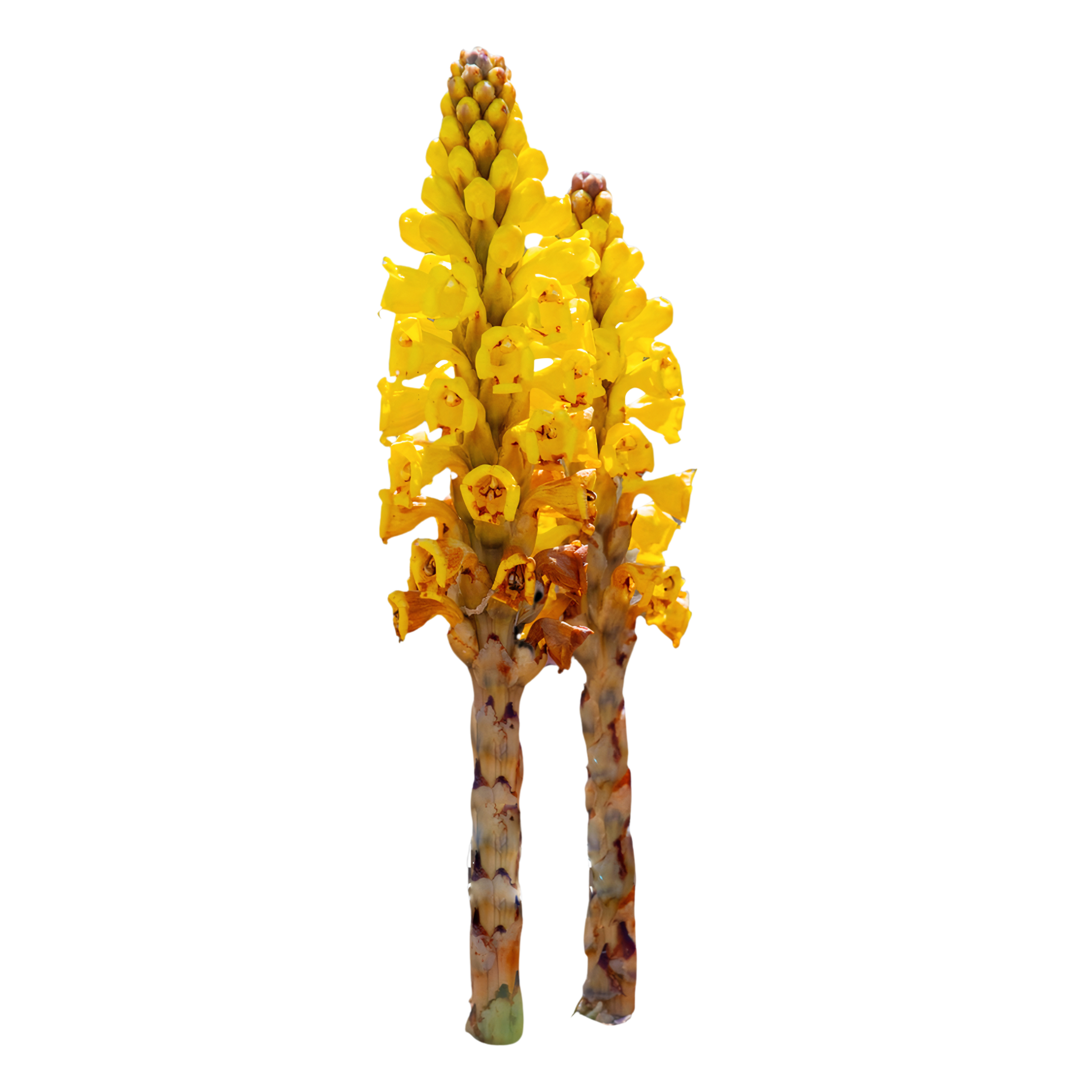 Two yellow flowering plants with tall, textured stems.