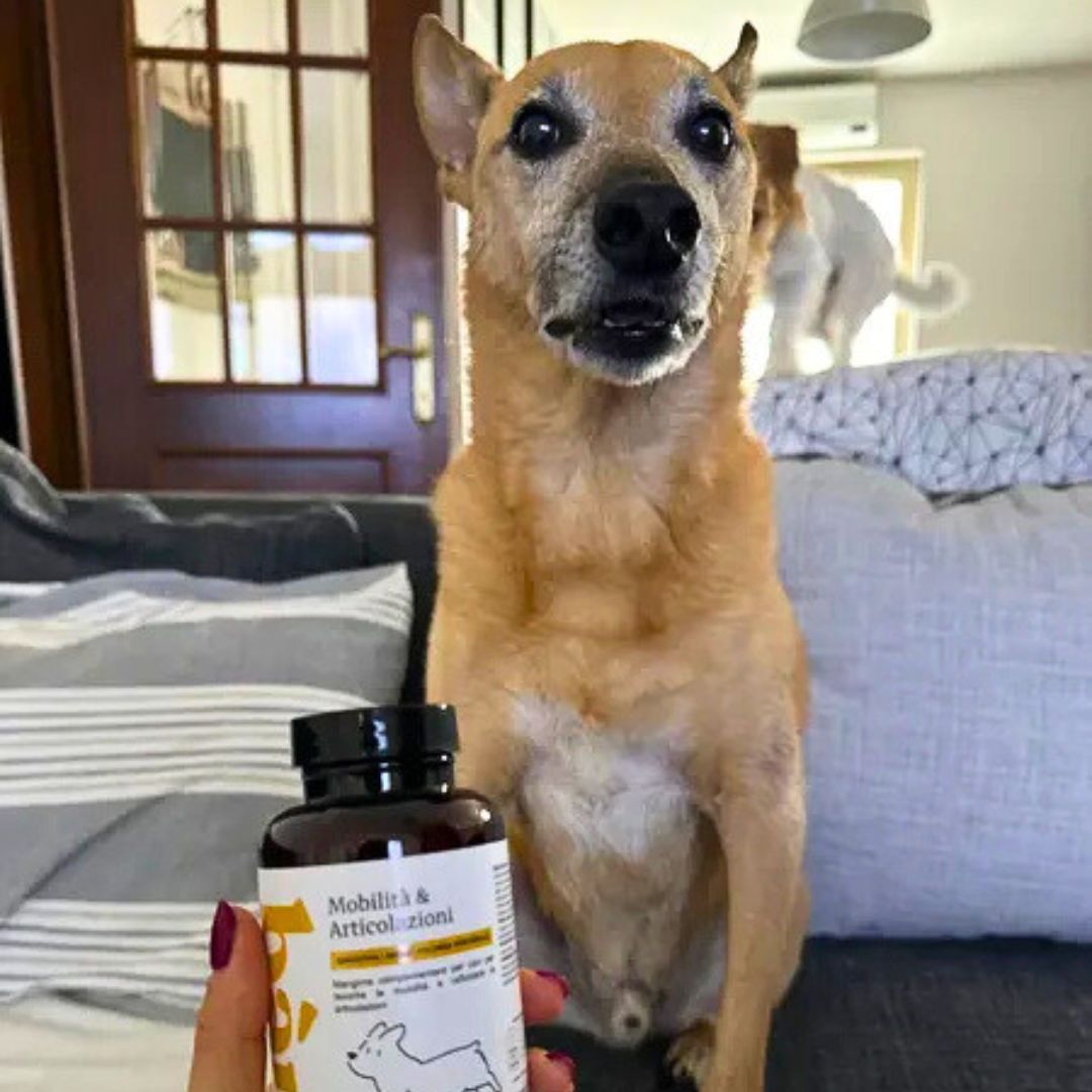 A dog sitting on a couch with a bottle of supplements in the foreground.