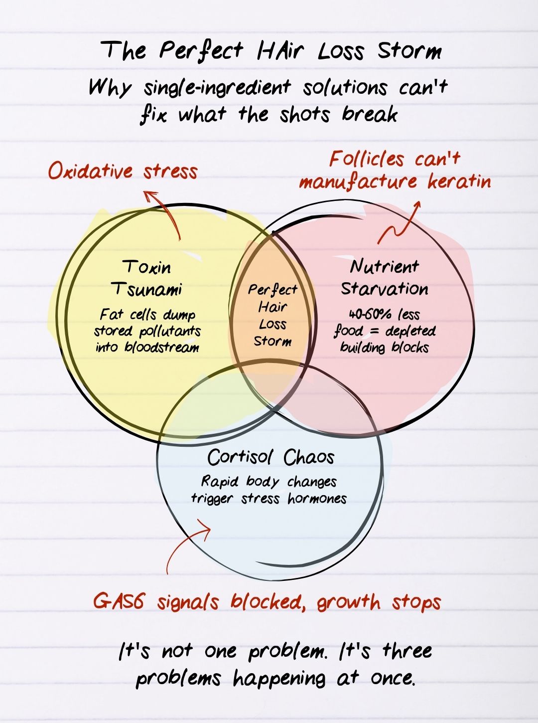 Venn diagram showing hair loss causes: toxins, nutrients, and cortisol issues.