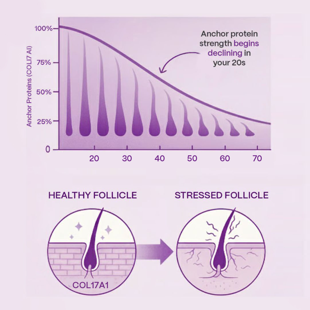 Graph of anchor protein decline with age; healthy vs stressed hair follicles.