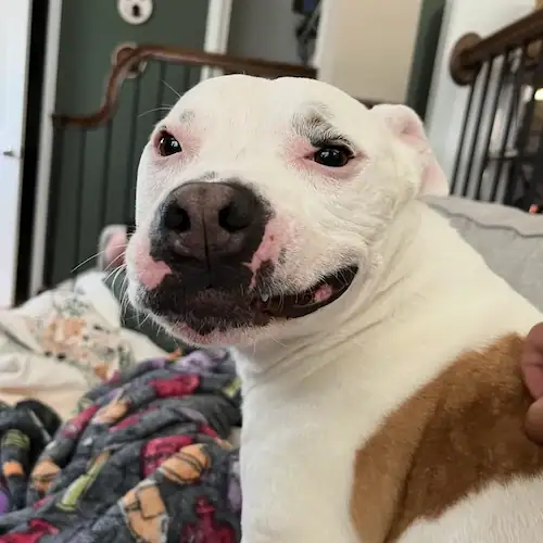 Happy pit bull mix