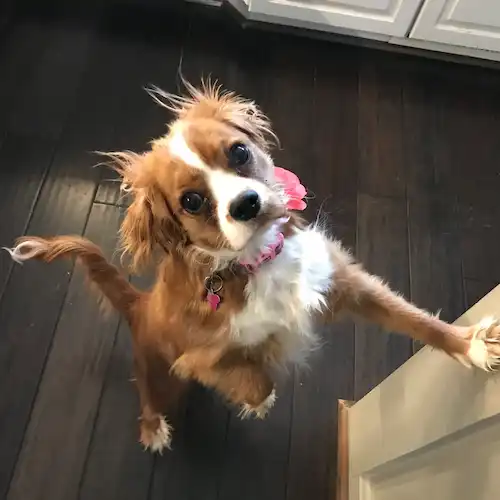 A small, scruffy brown and white dog with a pink collar standing on its hind legs.