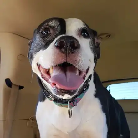 A close-up of a smiling black and white dog with its tongue out inside of a car.