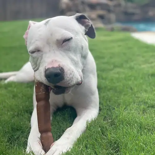 Happy dog with eyes closed chewing on a beef hide roll