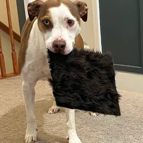 A terrier holding a large beef hide chip in his mouth