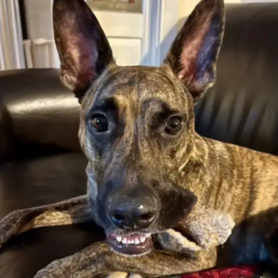 German Shepherd with a hairy hide roll in his mouth
