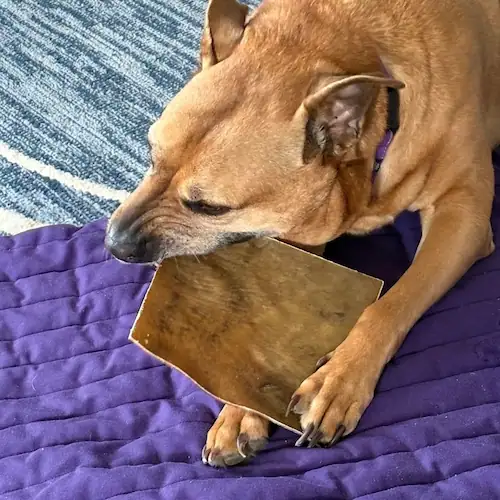 Happy dog chewing on a beef hide chip