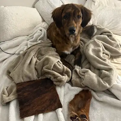 A brindle dog sits on a bed among blankets, with two separate pieces of matching fur fabric.