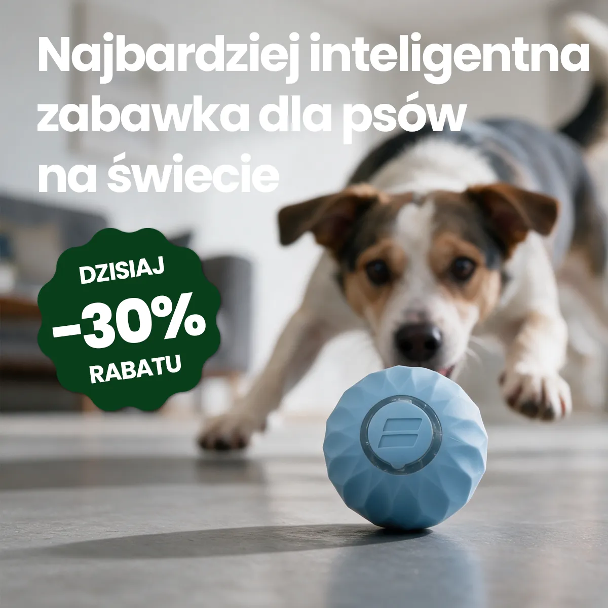 A small, spotted dog pounces towards a blue textured ball on a grey floor indoors.