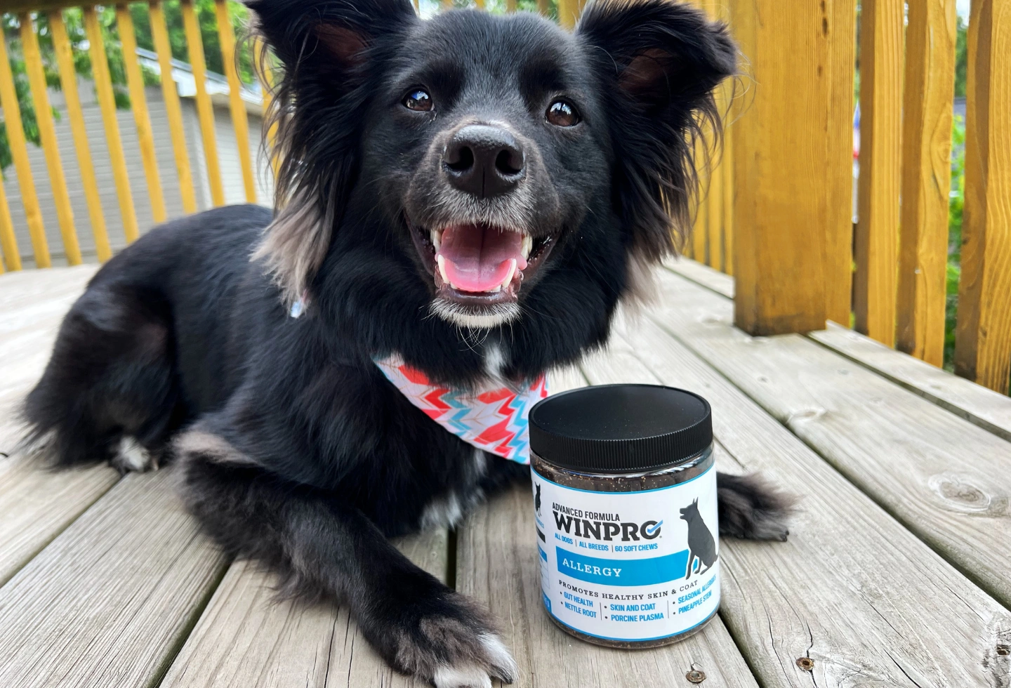 Black dog with a colorful bandana next to a container on a wooden deck.
