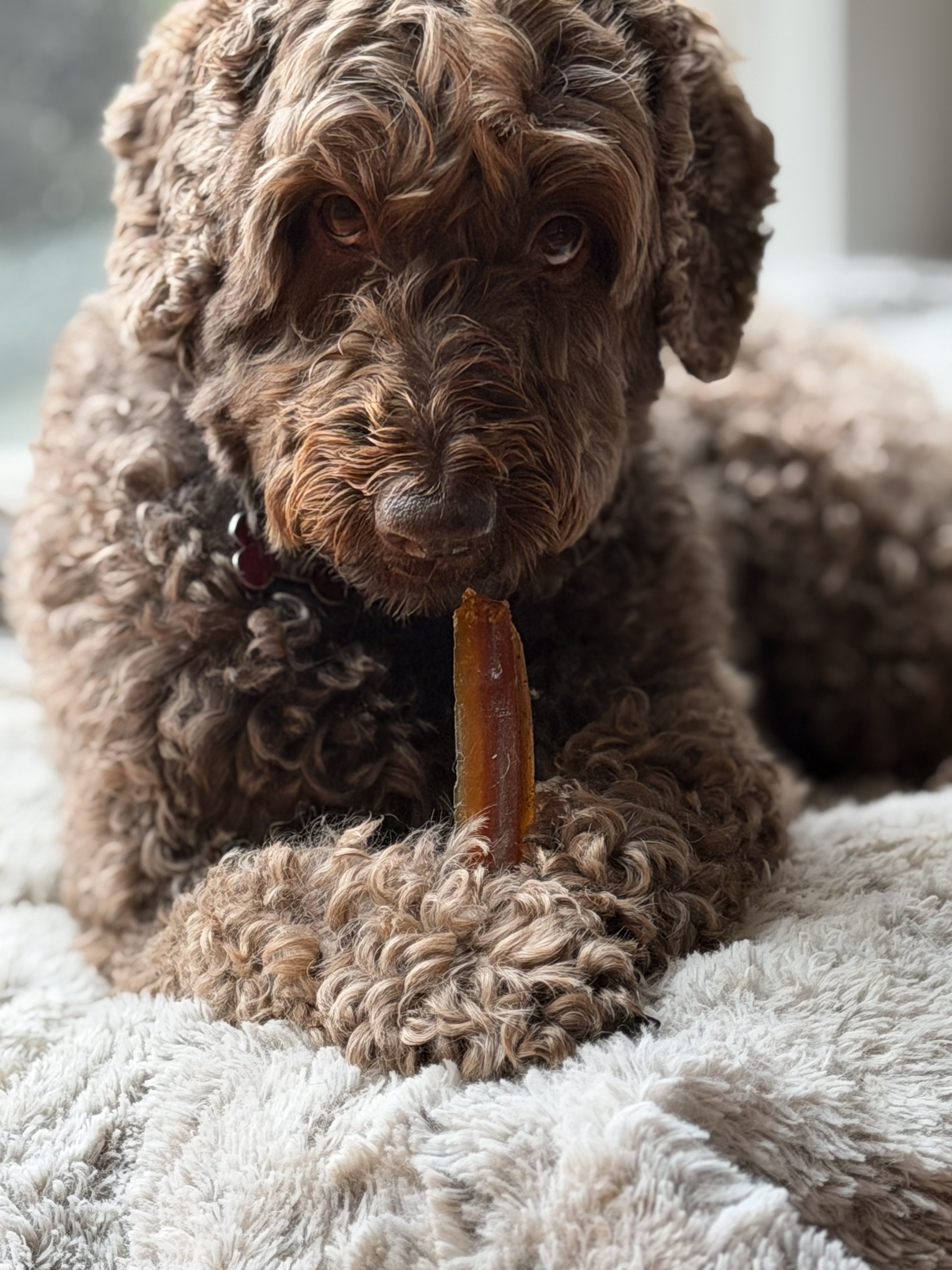 A fluffy brown dog with curly hair lies on a soft blanket, holding a chew stick.