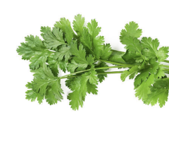 A bunch of fresh green cilantro with stems, isolated on a white background.