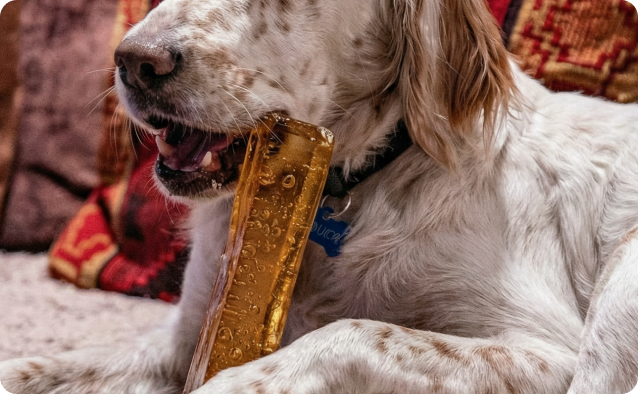 English Setter relaxing with a Brü bone broth chew