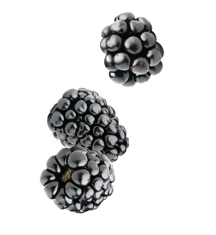 Three plump, glossy blackberries floating against a white background.