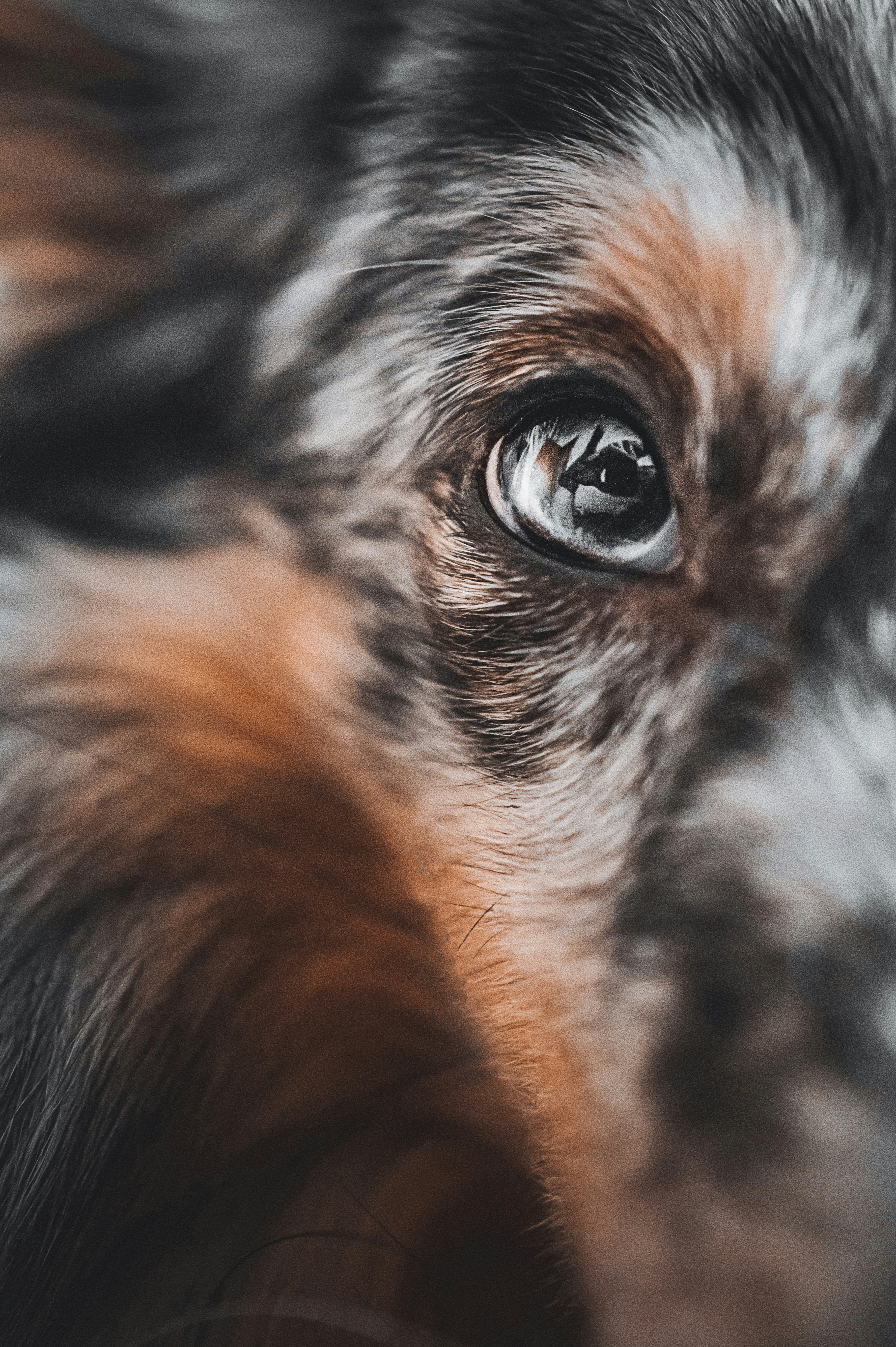 A close-up photograph of a dog's eye surrounded by gray, white, and brown fur.