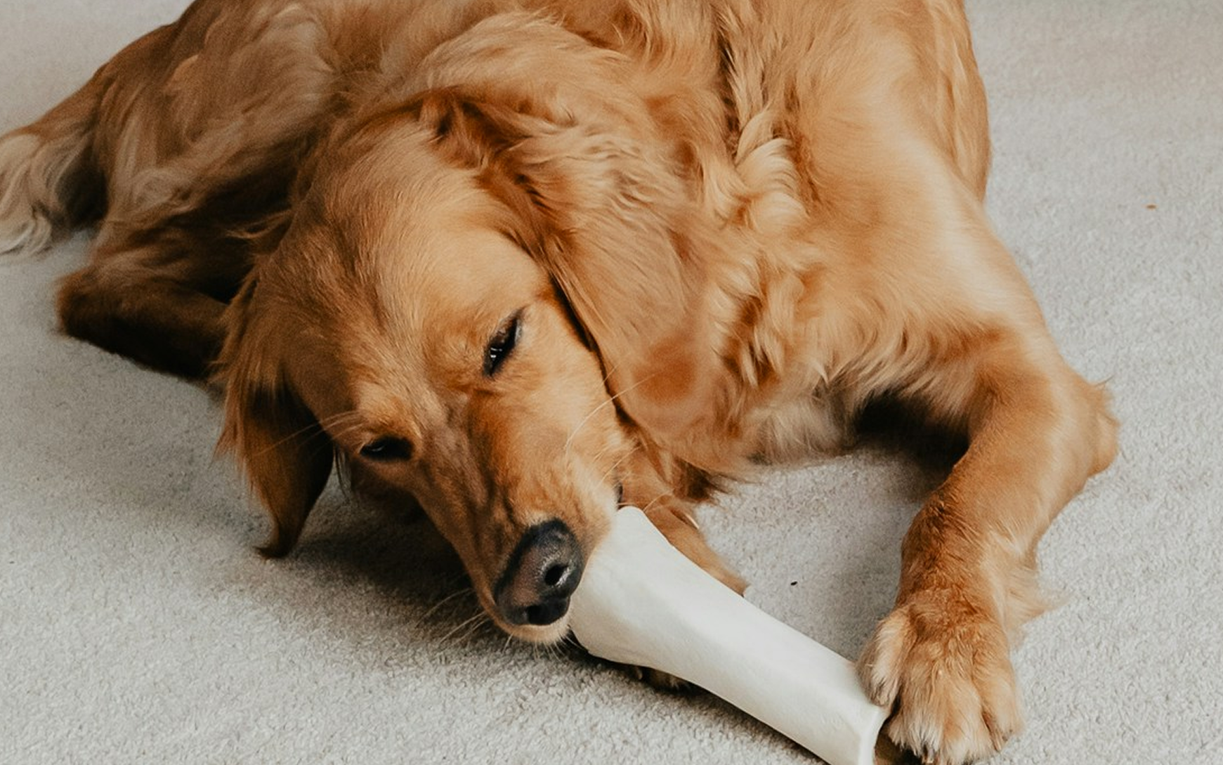 Golden retriever chewing a hard, undigestible chew on a light colored carpet.