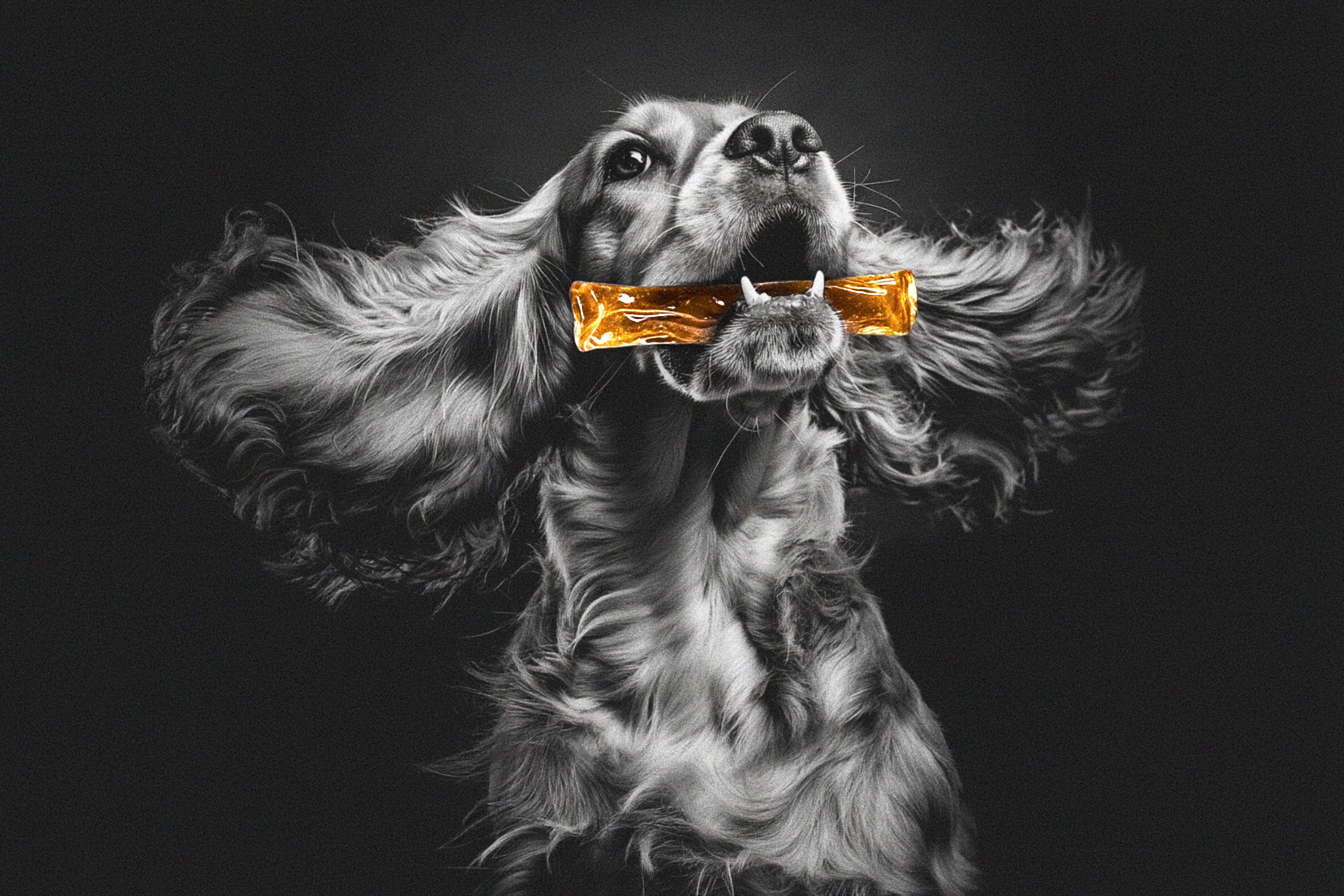 A black and white dog with long, flowing ears holds a golden-colored chew treat in its mouth.