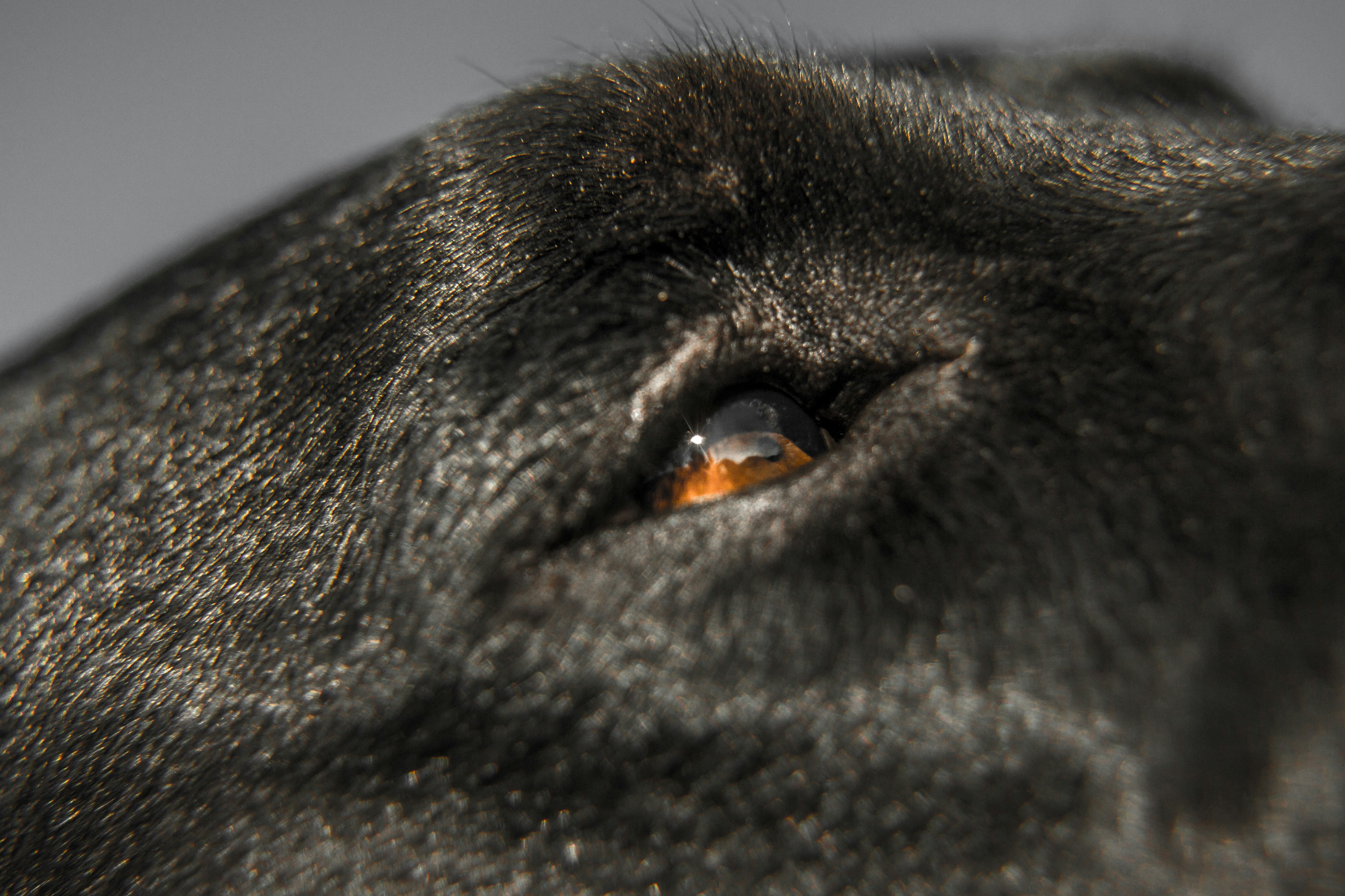 A close-up, soft-focus shot of a black dog's brown eye and the surrounding fur.