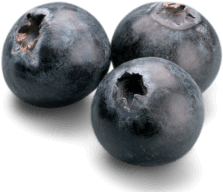 Three fresh blueberries on a white background.