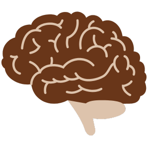 Illustration of a brown brain with beige stem on white background.