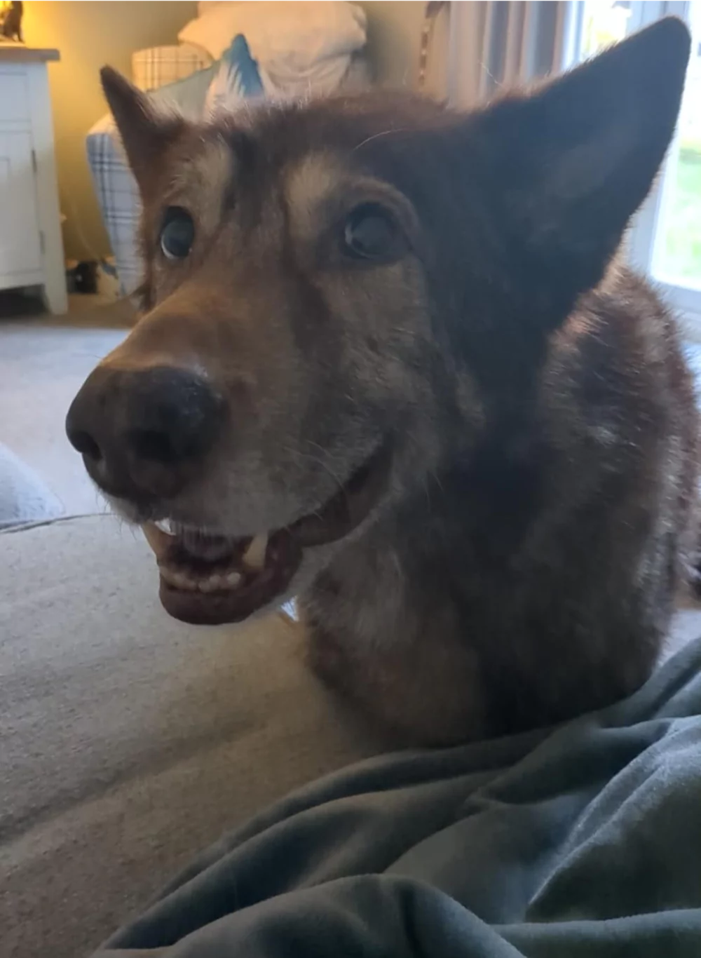 A happy dog sitting indoors, looking at the camera.