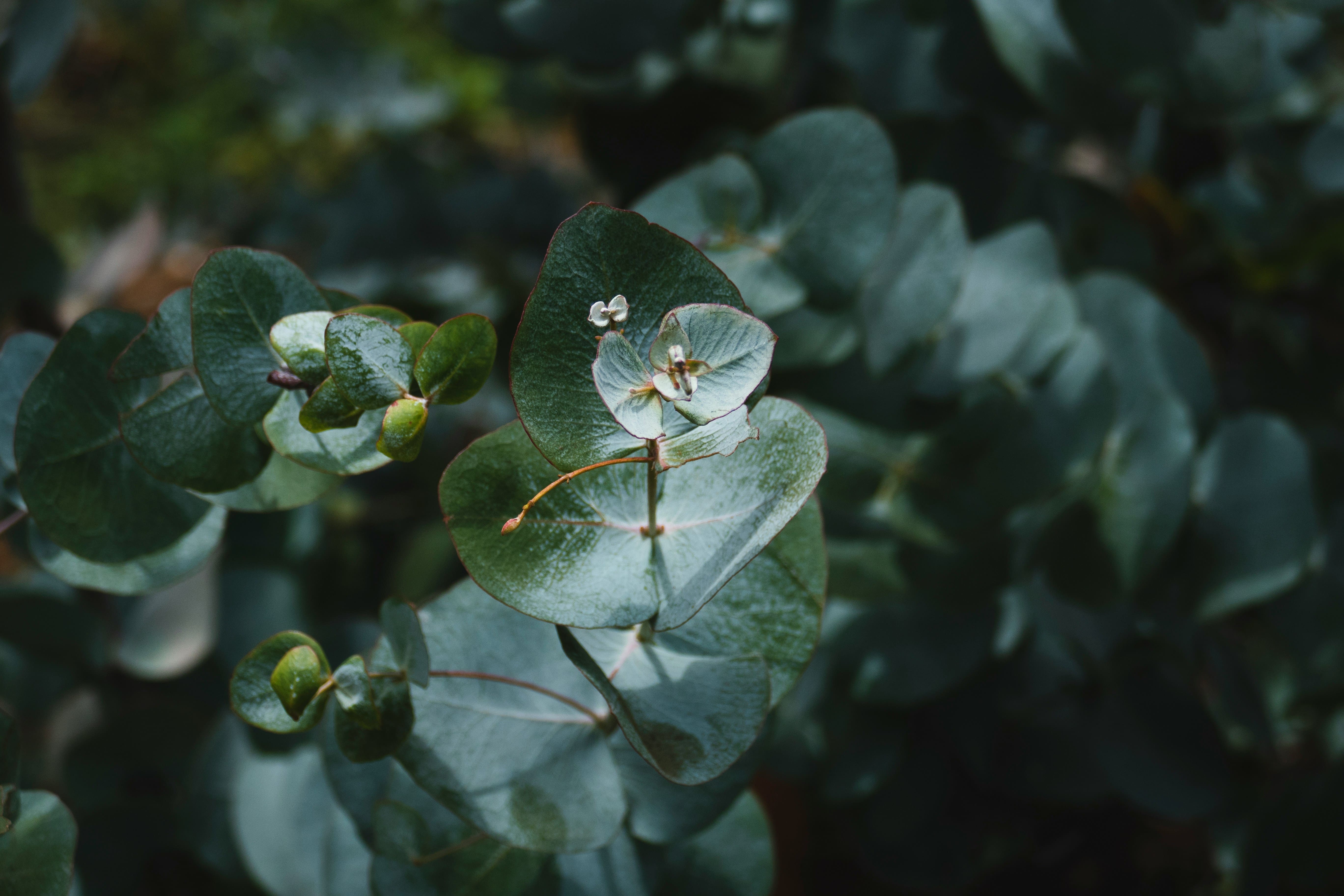 Close-up of eucalyptus leaves with a small flower bud.