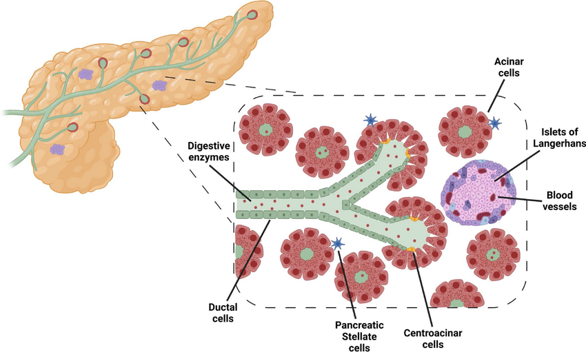 Illustration of pancreatic anatomy with labeled cells and structures.