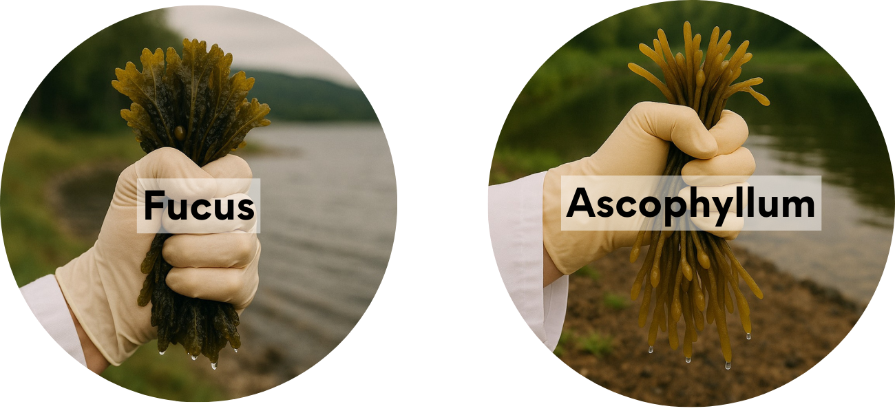 Two gloved hands holding seaweed labeled Fucus and Ascophyllum by a lake.