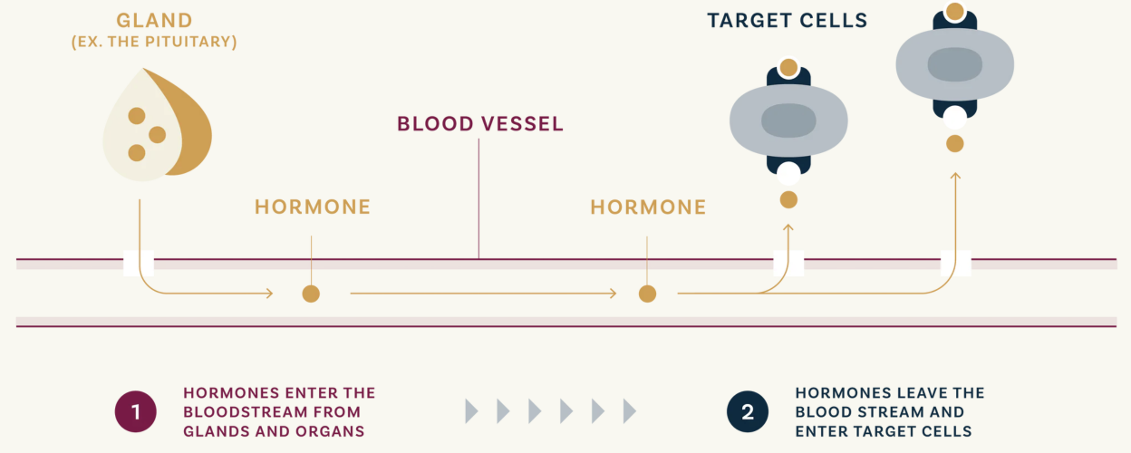 Diagram illustrating how hormones are produced in glands like the pituitary, travel through the bloodstream via blood vessels, and enter target cells in the body