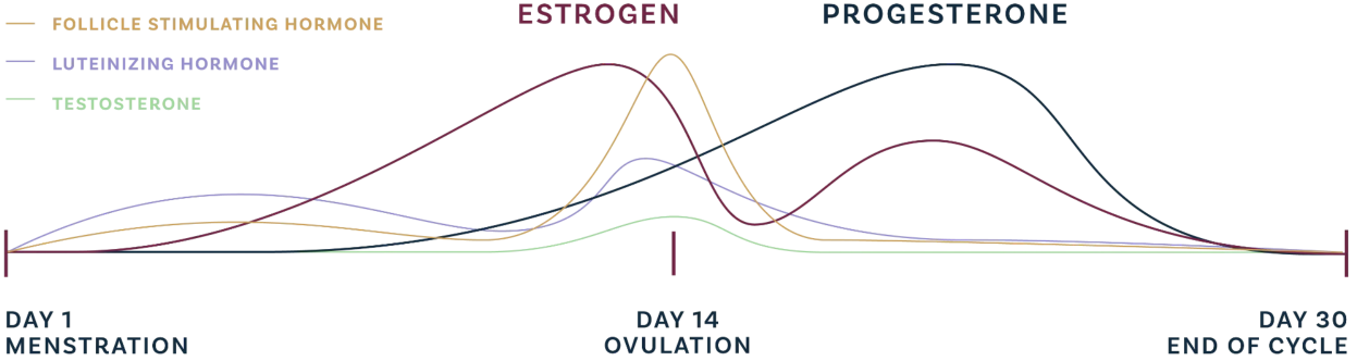 Line graph showing estrogen, progesterone, follicle stimulating hormone, luteinizing hormone, and testosterone levels across the 28 to 30 day menstrual cycle from menstruation on day 1 through ovulation on day 14 to end of cycle on day 30
