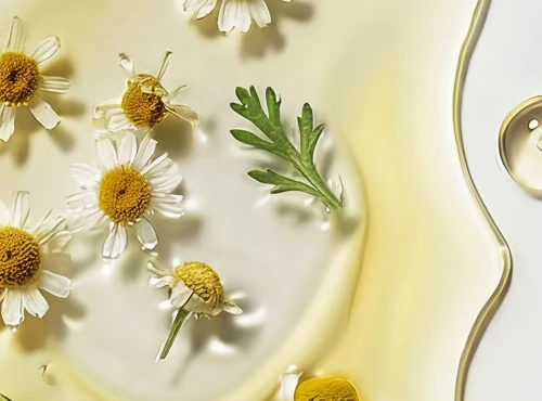 A close-up of chamomile flowers and a leaf floating in a pool of golden-colored oil.