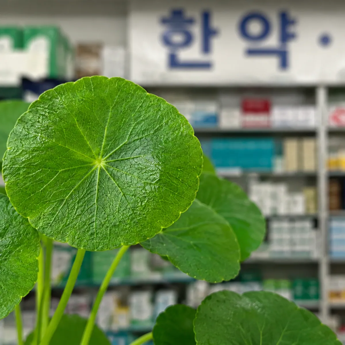 A close-up of a round green leaf with a blurred pharmacy shelf and Korean sign in the background.