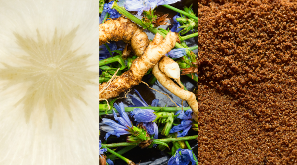 A three-panel image showing a flower, chicory roots and flowers, and a brown powder.