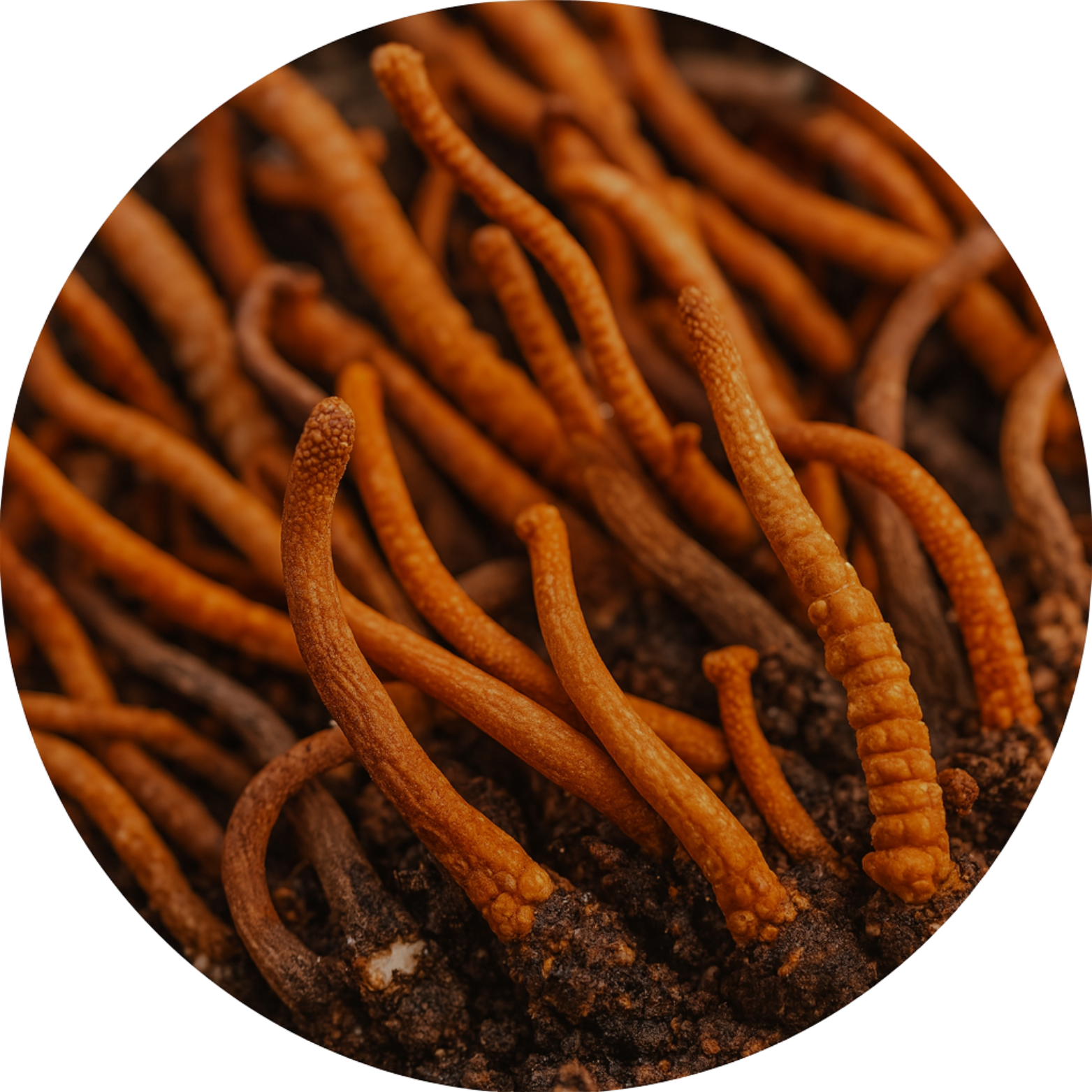 Close-up of orange-brown, elongated fungi emerging from dark soil.