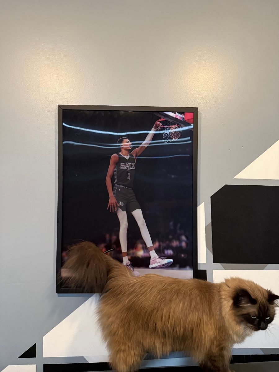 Framed basketball player photo on wall with a fluffy cat in front.
