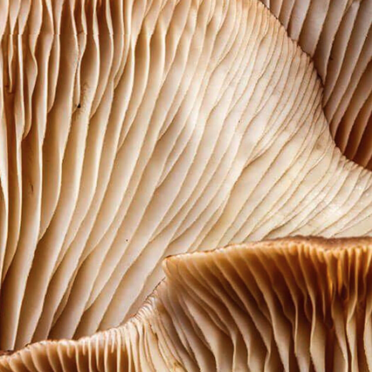 Close-up of mushroom gills with wavy, layered texture.