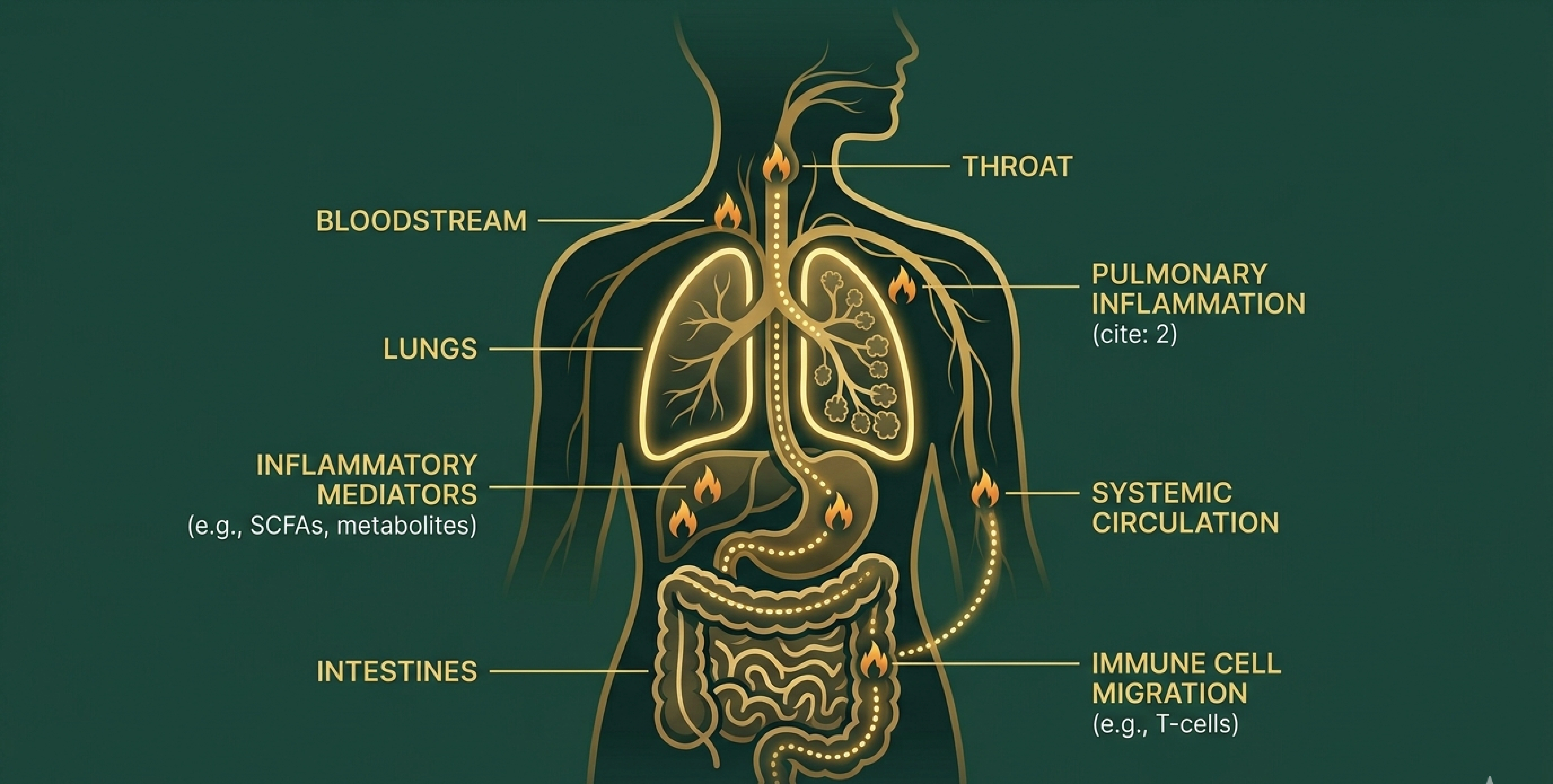 A medical illustration of the human torso, highlighting the lungs, intestines, and pathways of inflammation.