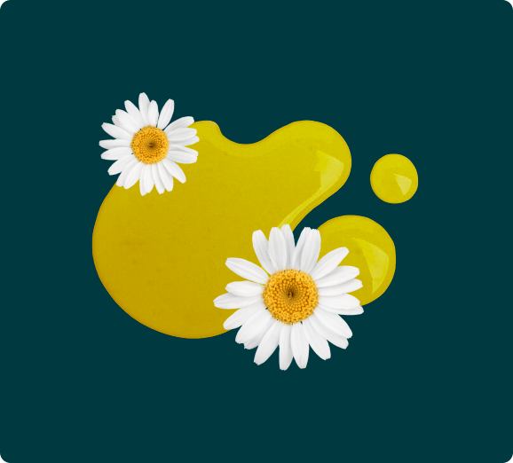 Two chamomile flowers resting on a spill of yellow liquid against a dark teal background.
